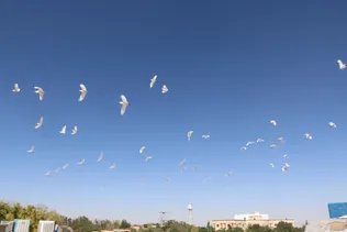 جلوه‌ای متفاوت و زیبا در محوطه دانشگاه آزاد اسلامی همدان+عکس