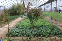 ایجاد شبکه نوآوری محصولات گرمسیری و گیاهان دارویی