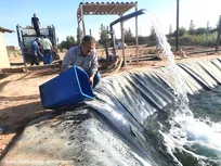 رهاسازی ۲ هزار قطعه بچه‌ماهی قزل‌آلا در استخر پرورشی دانشگاه آزاد اشکذر؛ هدف‌گذاری رسیدن ماهی‌ها به وزن یک کیلوگرم