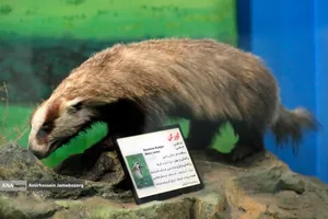 متحف برديسان للتنوع البيولوجي ، طهران