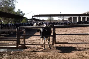 رفع محرومیت با تولید ملی - گاوداری