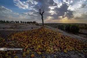 توانمندی اقتصادی برای رفع محرومیت - باغ گلابی