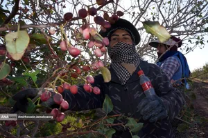 تولید برای محرومیت زدایی - باغ پسته