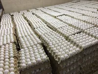 مابه‌التفاوت یارانه دولتی صادرات تخم‌مرغ به بیت‌المال پرداخت می شود