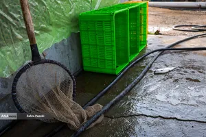 برداشت شب یلدایی ماهی قزل آلا