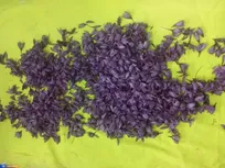 آغاز برداشت زعفران از مزرعه تحقیقاتی دانشگاه آزاد پیشوا