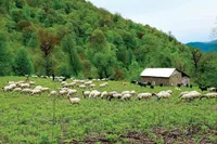 بهبود وضع مراتع کشور نیازمند ایجاد رویکرد جامع و ساختار ملی