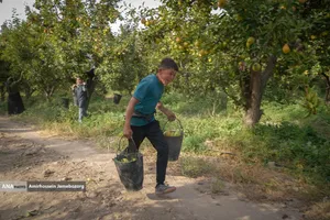 توانمندی اقتصادی برای رفع محرومیت - باغ گلابی