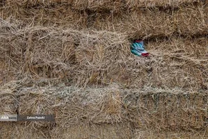 خودکفایی در تولید شیر