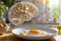 یک نیمروی خوشمزه می‌تواند خطر آلزایمر را ۲۷ درصد کاهش دهد