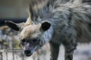 متحف برديسان للتنوع البيولوجي ، طهران