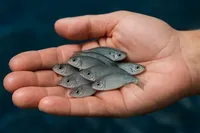 سیستم مداربسته‌ دانش‌بنیان صنعت پرورش بچه ماهی کشور را متحول می‌کند