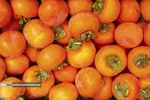 Persimmon harvest from Soulqan orchards in Kan district of Tehran happens in the season of fall, from the last days of October until the early days of January, depending on the weather conditions of the region.