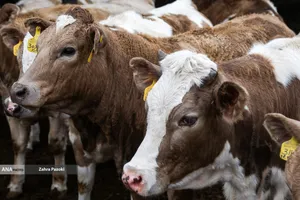 خودکفایی در تولید شیر