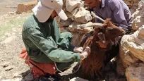 واکسیناسیون ۱۶ هزار رأس دام در مناطق محروم چهارمحال و بختیاری