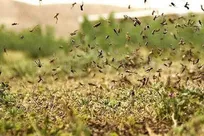 جزئیاتی از هجوم ملخ مراکشی به باغ‌ها و مزارع فارس