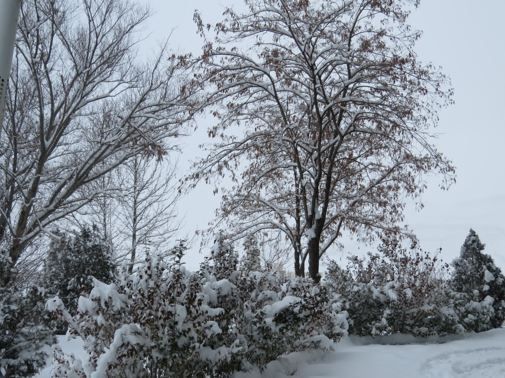 بارش برف زمستانی در واحد بین الملل ماکو؛ کوه آرارات در پوشش سپید