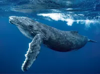 صدای نهنگ آبی از فاصله ۸۰۰ کیلومتری شنیده می‌شود