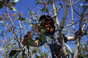 تولید برای محرومیت زدایی - باغ پسته