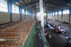 تولید برای محرومیت زدایی - باغ پسته