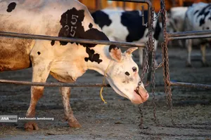 رفع محرومیت با تولید ملی - گاوداری