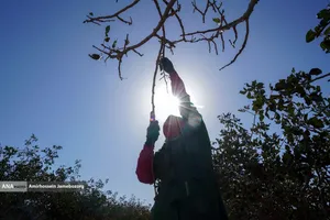 تولید برای محرومیت زدایی - باغ پسته