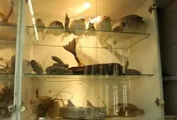 وجود ۷۷۰ نمونه‌ جانوری در کلکسیون جانوران دریایی واحد علوم و تحقیقات