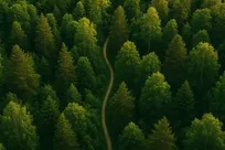 وقت‌گذرانی در فضای سبز، استرس را کاهش می‌دهد