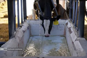 رفع محرومیت با تولید ملی - گاوداری