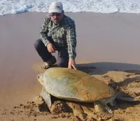 تدوین برنامه اقدام ملی برای ازدیاد لاک‌پشت‌های دریایی + عکس و فیلم