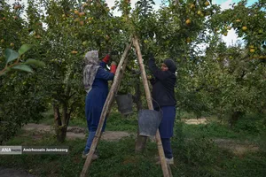 توانمندی اقتصادی برای رفع محرومیت - باغ گلابی