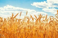 خرید گندم با قیمت ۲۹هزار و ۵۰۰ تومان سال گذشته انجام می شود