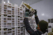 صادرات ۶۲۰۰ محموله کیوی و مرکبات از مازندران به بازارهای اوراسیا