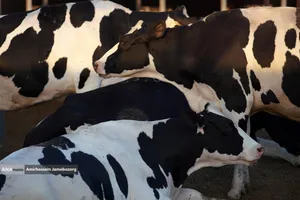 رفع محرومیت با تولید ملی - گاوداری