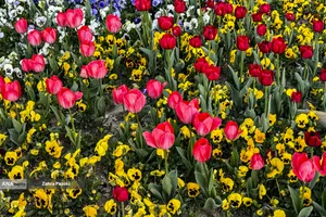 تهران بدون دود