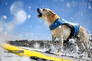 مسابقات قهرمانی موج سواری جهانی سگ در پاسیفیکا، کالیفرنیا