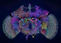 چرا نقشه‌برداری مغز مگس از مهمترین اتفاق‌های علمی ۲۰۲۴ بود