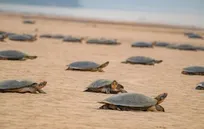 انقلاب پهپادی در جنگل‌های بارانی