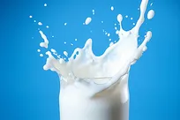 نقش لبنیات در پیشگیری از پوکی استخوان/شیر از ماست و پنیر مفیدتر است؟