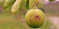 Scientists Discover Key to Fighting Citrus Cancer