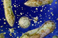 Study Uses Machine Learning to Reveal Early Oxygen Use in Bacteria