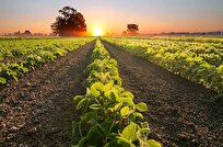 Study Uncovers Role of Beneficial Microbes in Boosting Crop Yields