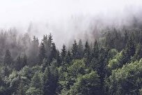 Surprising Way Plants May Be Polluting Air You Breathe